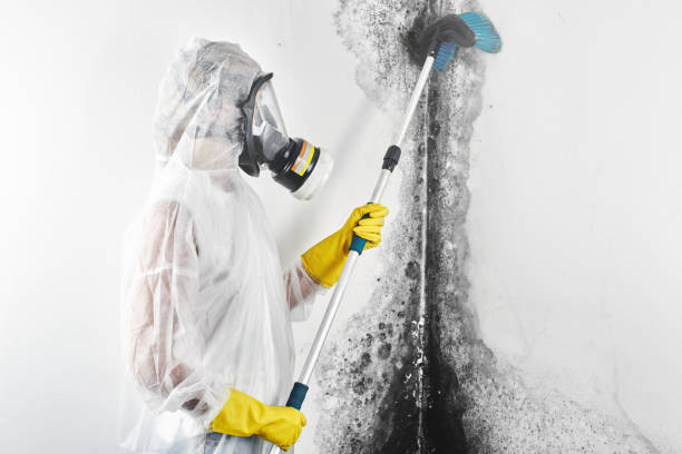 Best Comprehensive Air Testing for Mold Contaminants  in Albertville, MN