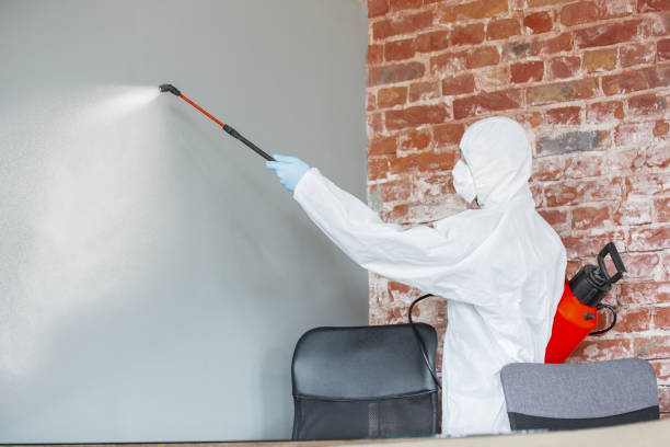 Best Mold Removal for HVAC Installations  in Albertville, MN